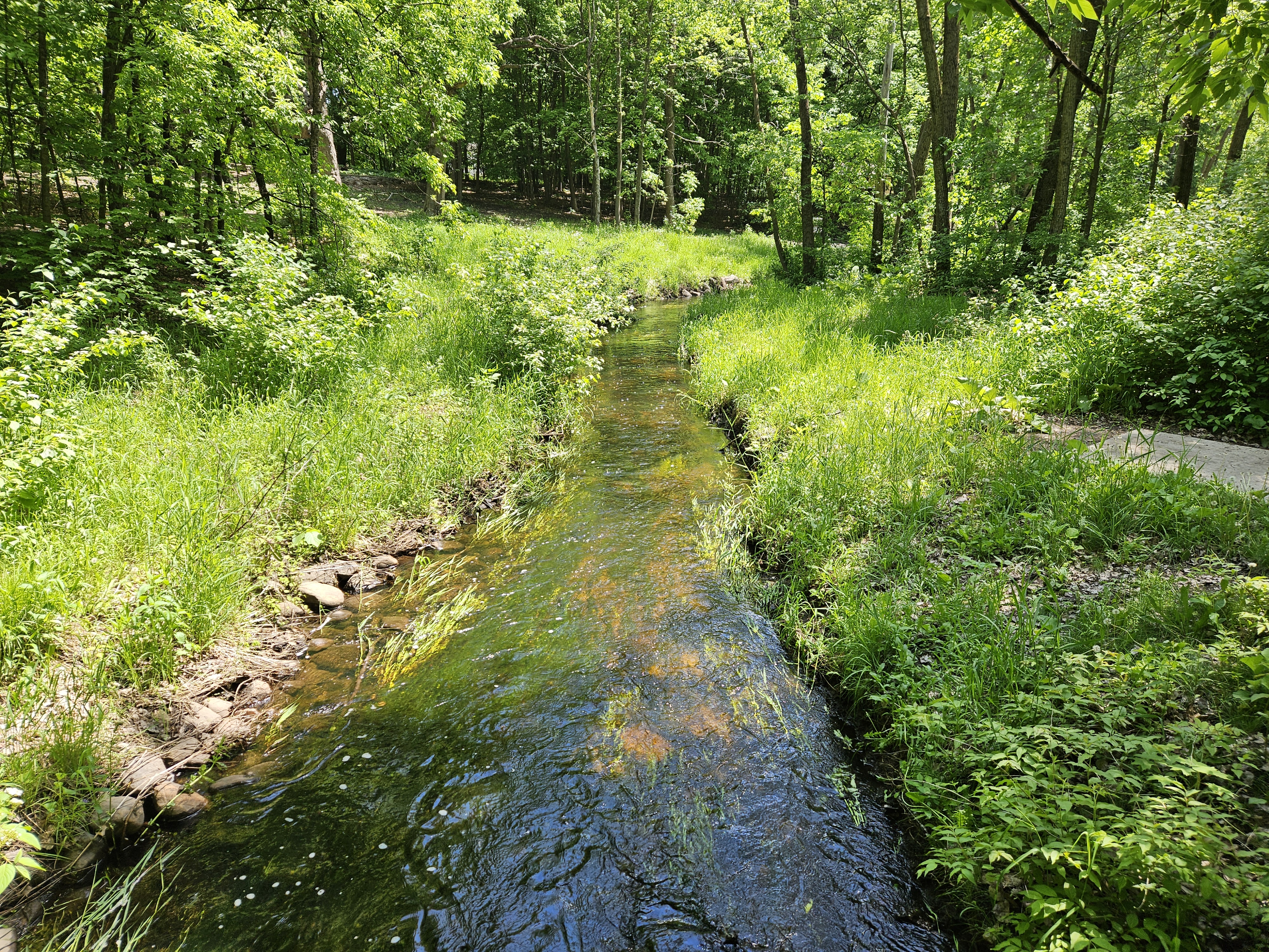 View of Plymouth Creek flowing through wooded area