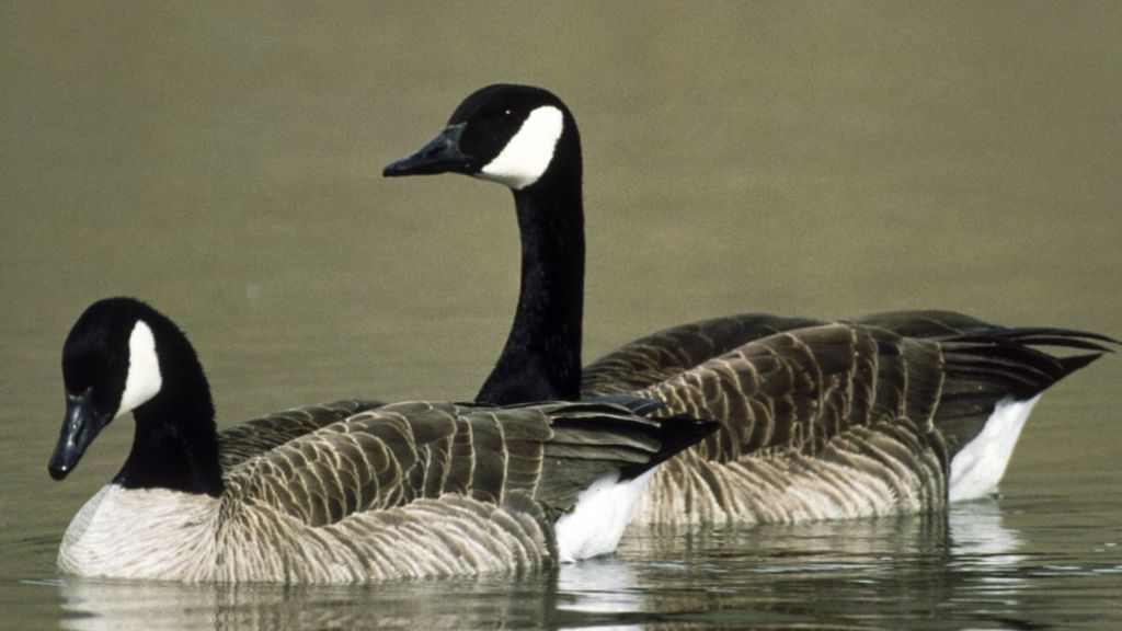 Canada_Geese.jpg