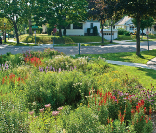 Replace turf with native plants